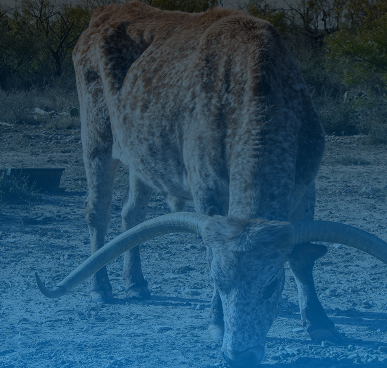 san angelo agriculture